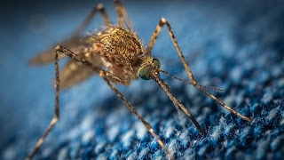 Closeup of a brown mosquito on a blue background. Photo by Ekamelev on Unsplash