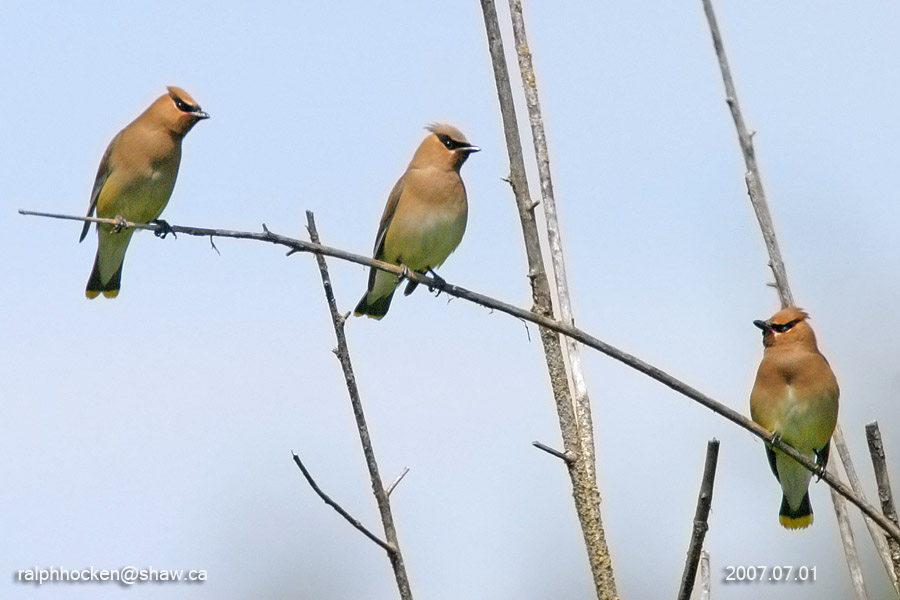 The Backyard Wildbird and Nature Store Nanaimo bird report, January 29