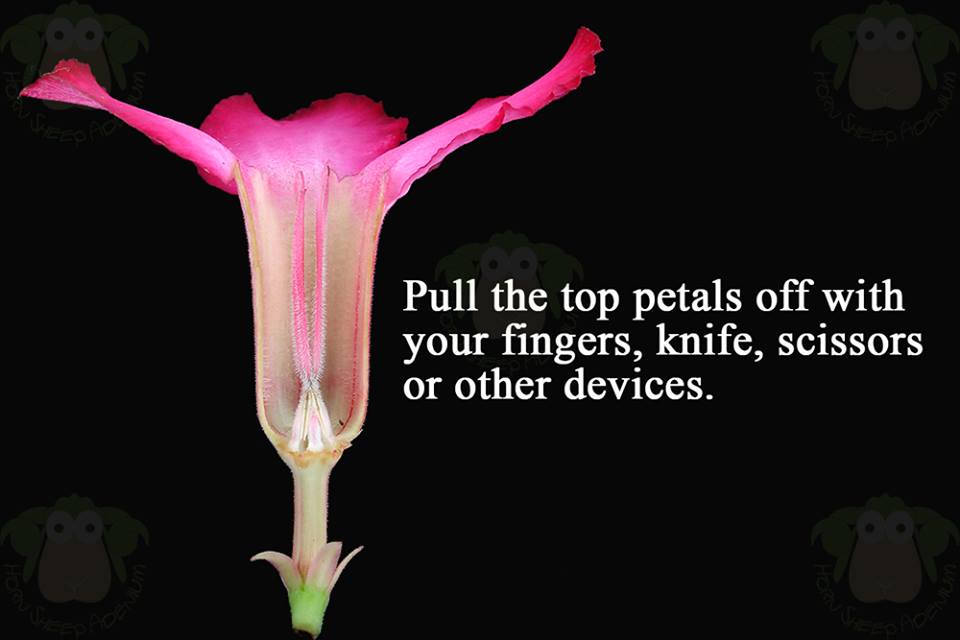 Ramvaidyblog Adenium obesum, DESERT ROSE Ornamental