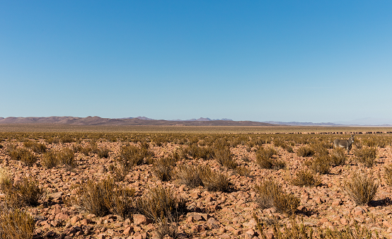 Il y avait des lacs et des zones humides dans le Désert d'Atacama