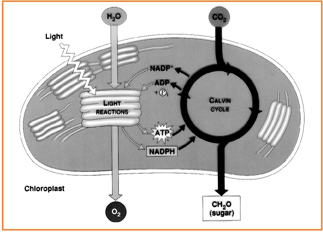PENDADARAN UN 01 Beriman,Berilmu,Berakal