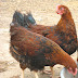 Welsummer Chicken