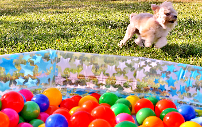 dog ball pit