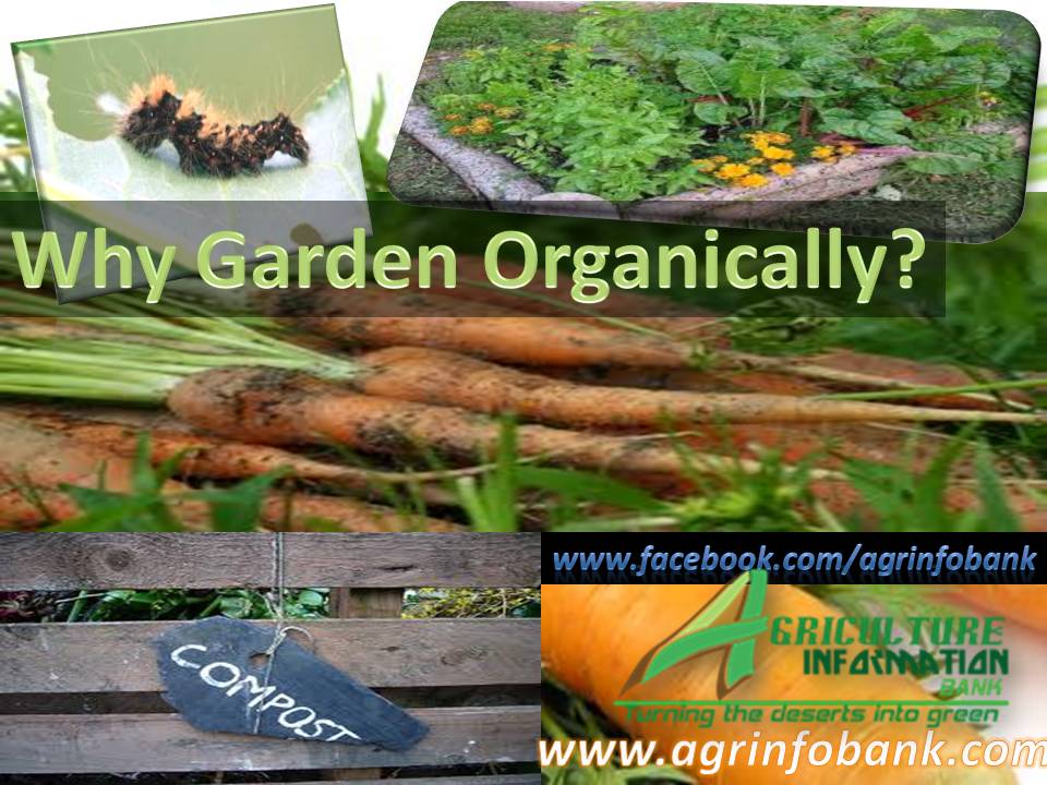 Why Garden Organically? Farming Feed the hungry world