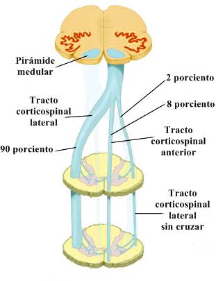 Anatomía del sistema nervioso central cerebro nervios Anatomía del sistema nervioso central cerebro nervios
