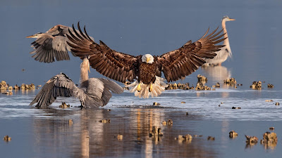 http://www.audubon.org/magazine/may-june-2016/the-2016-audubon-photography-awards-winners