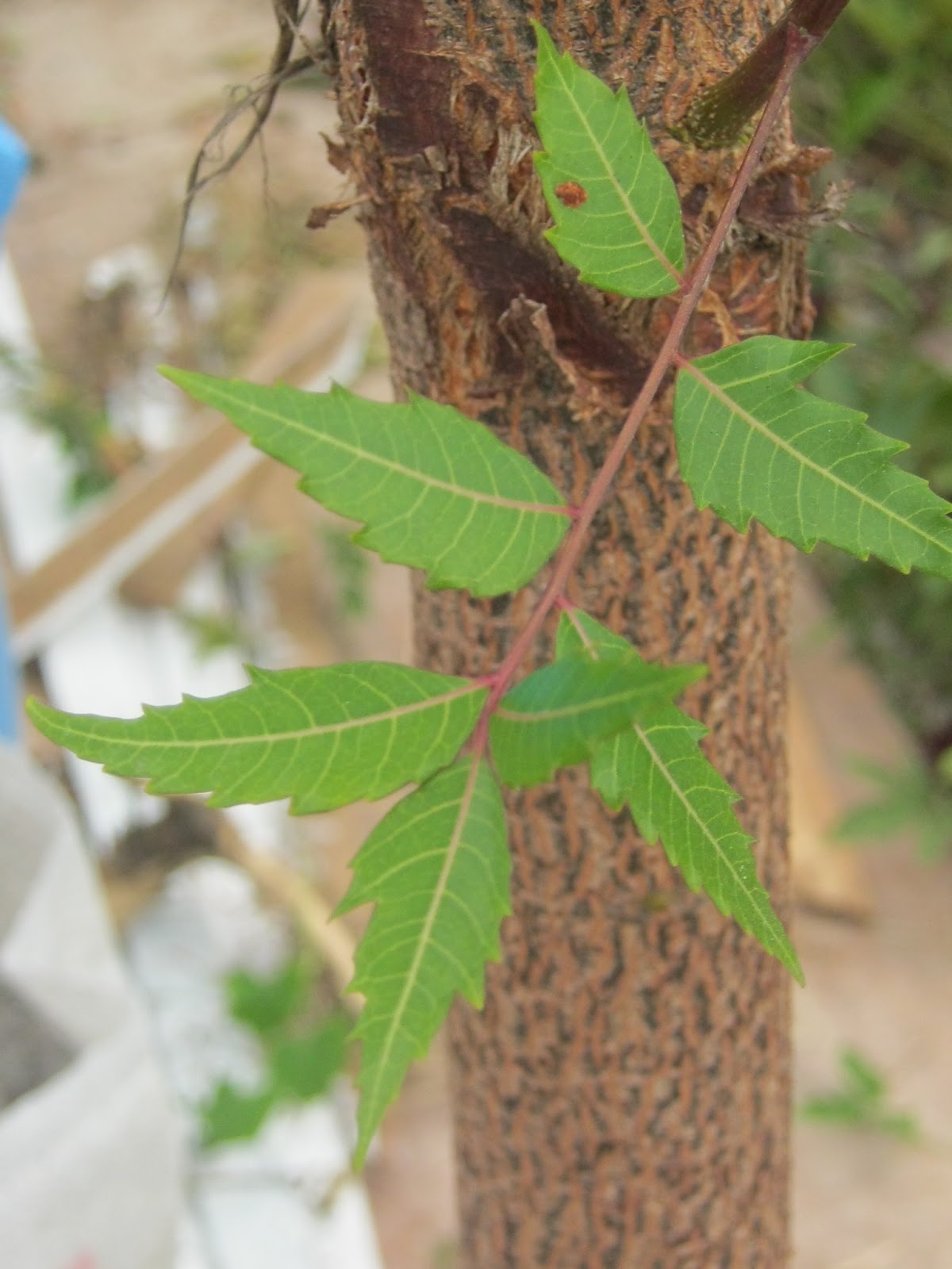 Herbal and Herbs For Pet Care! Enchanting Rivulet