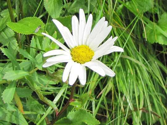 Jastrun okrągłolistny, złocień okrągłolistny (Leucanthemum waldsteinii). Jastrun okrągłolistny, złocień okrągłolistny (Leucanthemum waldsteinii).