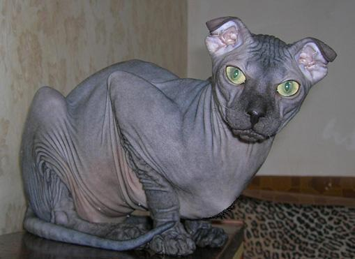 Ukrainian Levkoy Cat Ukrainian Levkoy Cat
