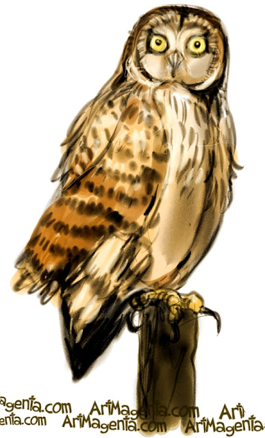 Short-eared Owl sketch painting. Bird art drawing by illustrator Artmagenta