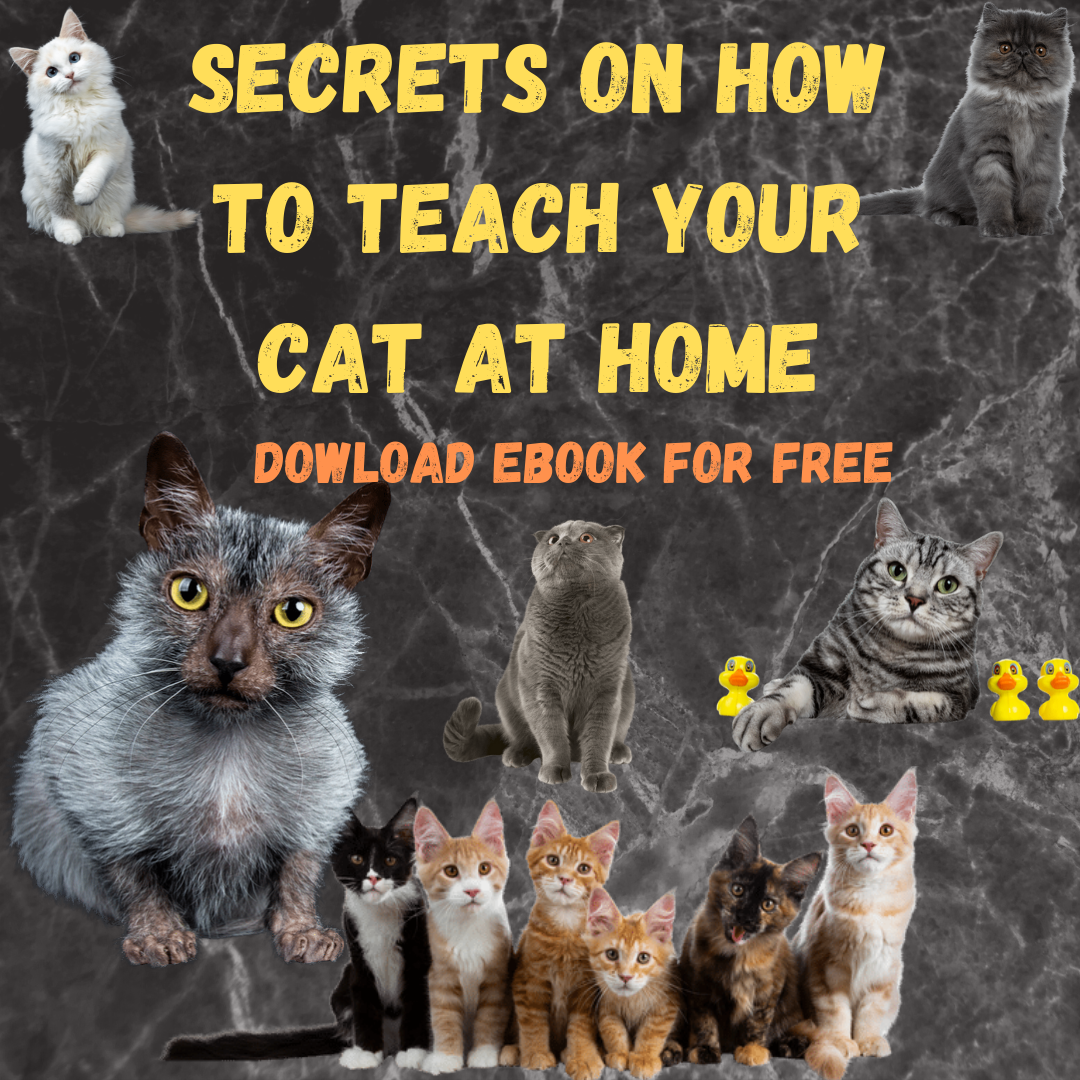 Secrets on How to Teach Your Cat at Home