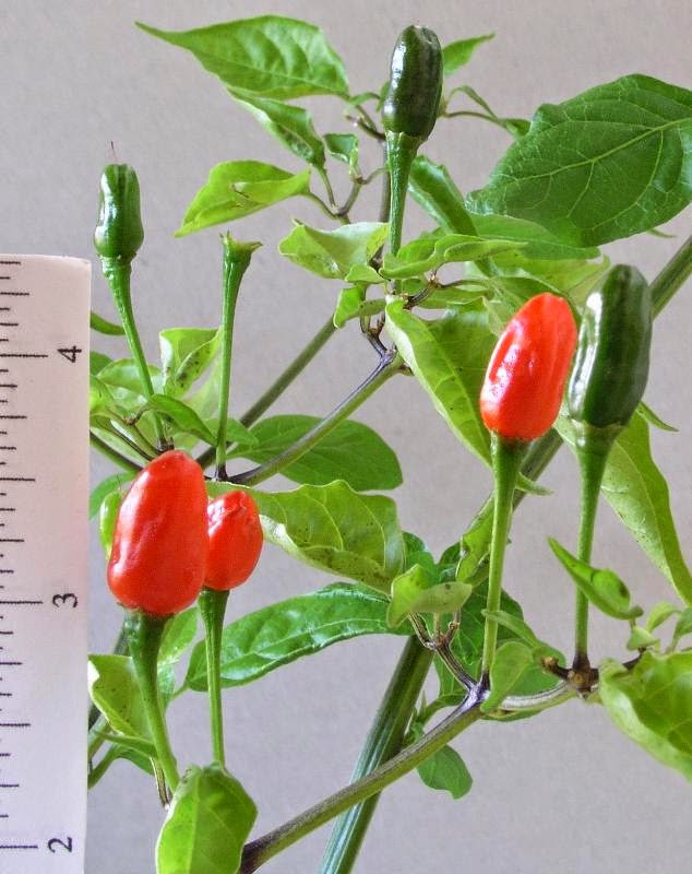 Wonalixia© Bittersweet Especies y Hierbas aromáticas El Ají Chile ó