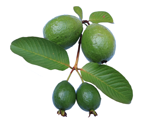 Tea of guava leaves will control sugar Tea of guava leaves will control sugar