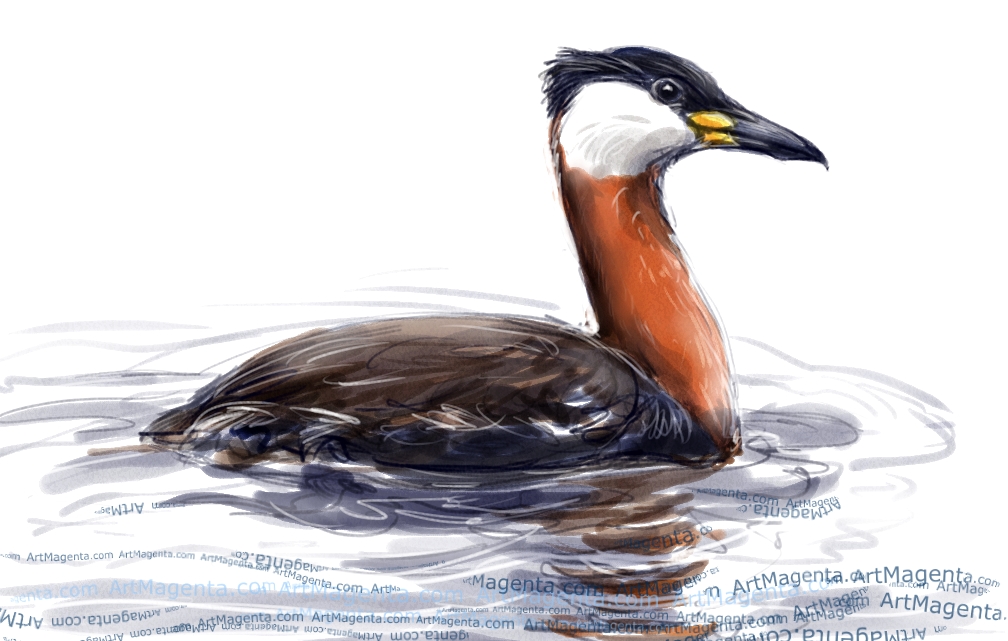 Red-necked Grebe sketch painting. Bird art drawing by illustrator Artmagenta.