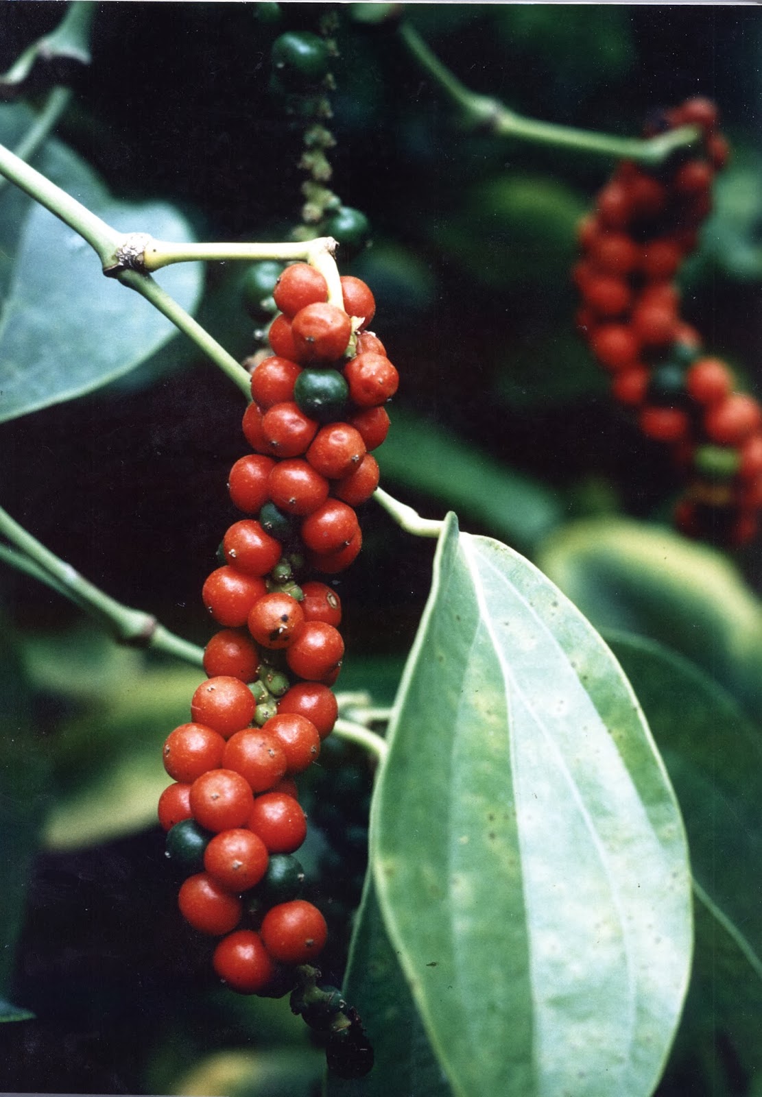 Reforestation and the Medicinal Uses of Trees Liliana Usvat Research