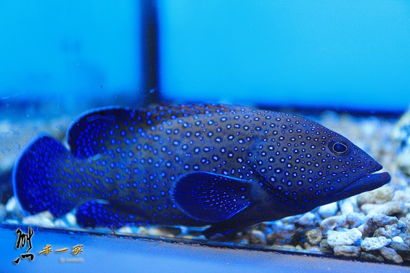 七星柴魚博物館|海洋資源區|趣味柴魚燒DIY|花蓮新城觀光工廠|余宗柏故事館七星柴魚博物館|黑潮本舖|紀念商品區|花蓮新城觀光工廠七星柴魚博物館|七星潭周邊景點|花蓮親子觀光工廠|七星潭社區|崇德隧道、崇德休憩區