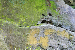 Bonhomme vert, Fontainebleau Bonhomme vert, Fontainebleau