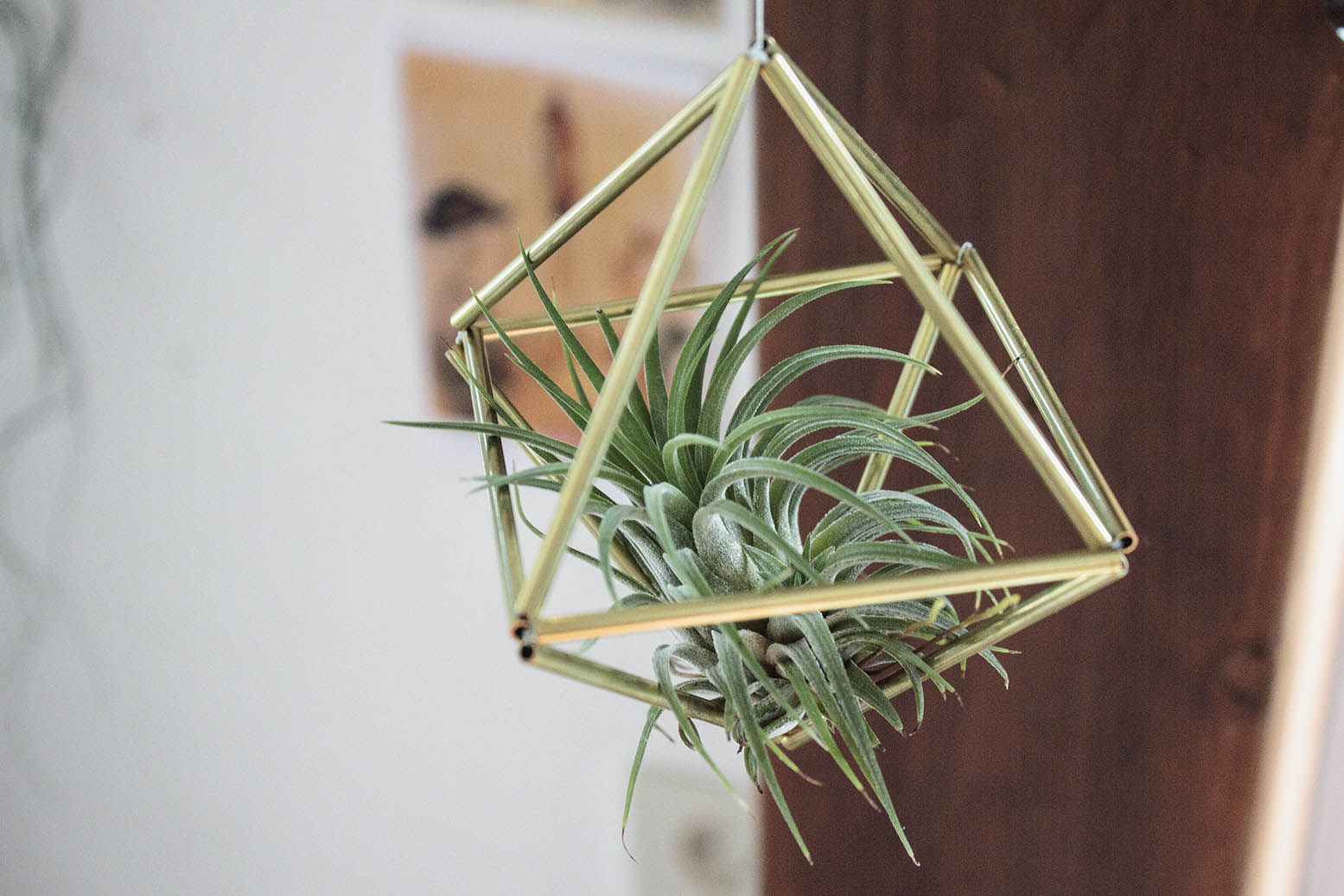 air plants air plants
