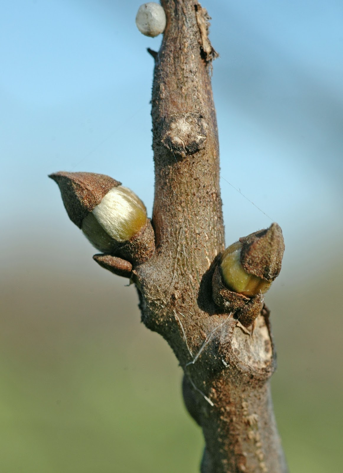 Northern Pecans Pecan tree starting to push