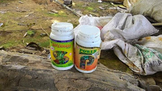 cara agar buah kopi melimpah www.produknasaonline.com