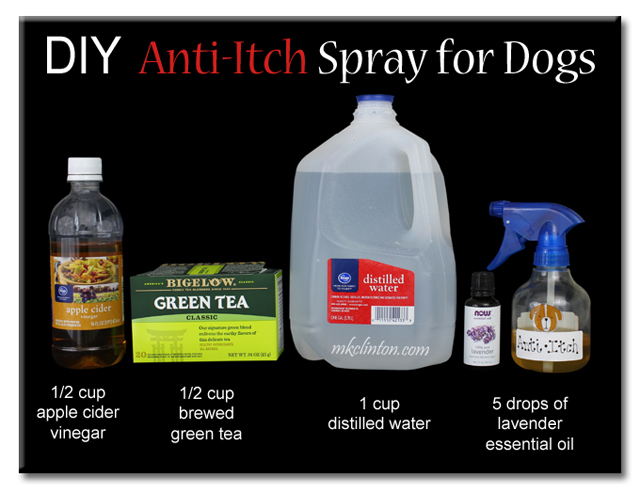 DIY Anit Itch Spray for Dogs apple cider vinegar, green tea, water & lavender