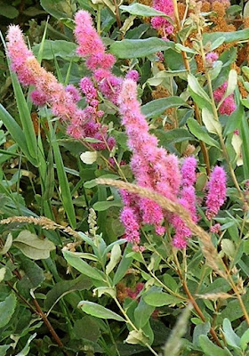 Future Plants By Randy Stewart Spirea