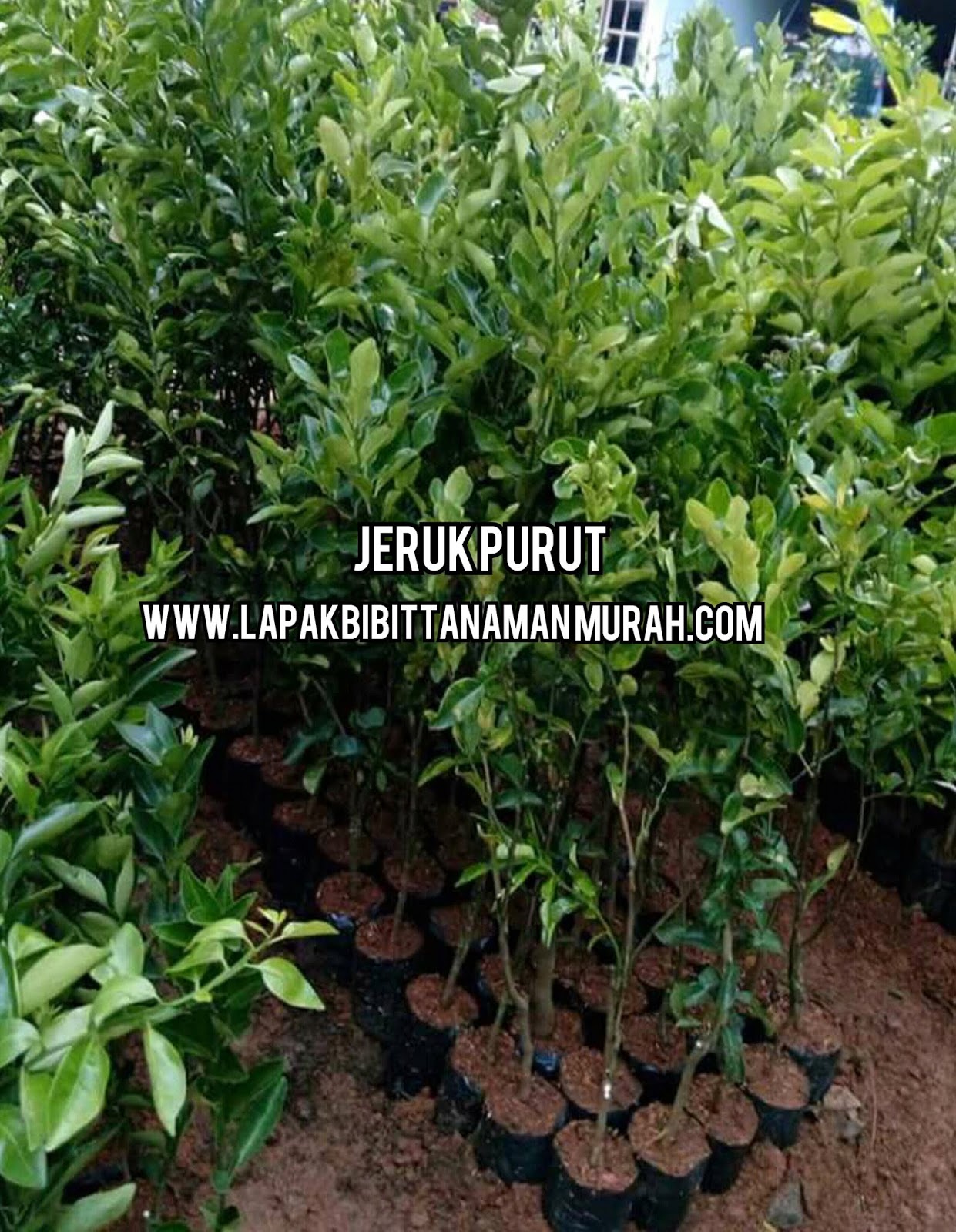 jual bibit jeruk purut harga terjangkau lapak bibit jual bibit jeruk purut harga terjangkau lapak bibit