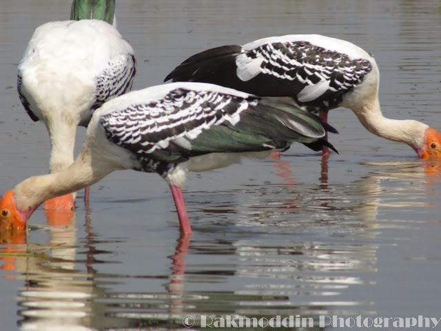 Migrated bird watching at Bhigwan kumbargaon - Simply amazing experience