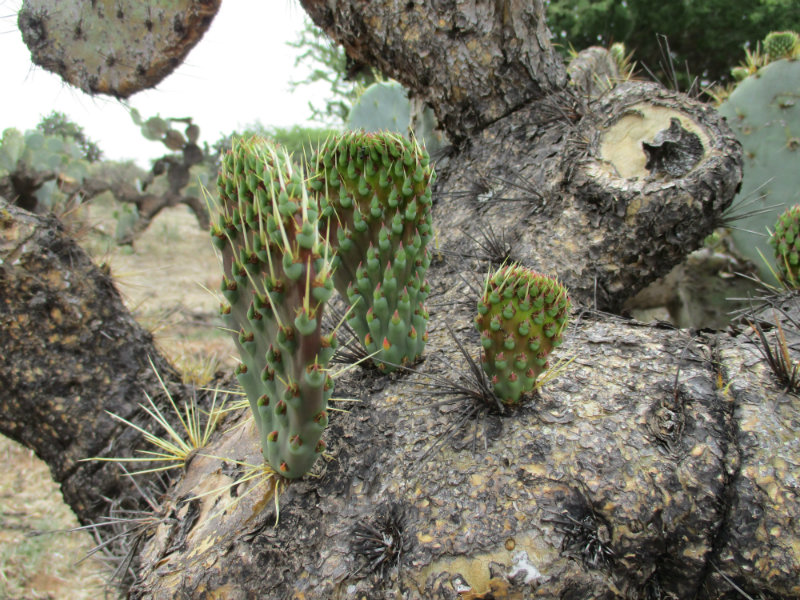 El nopal - blog 11