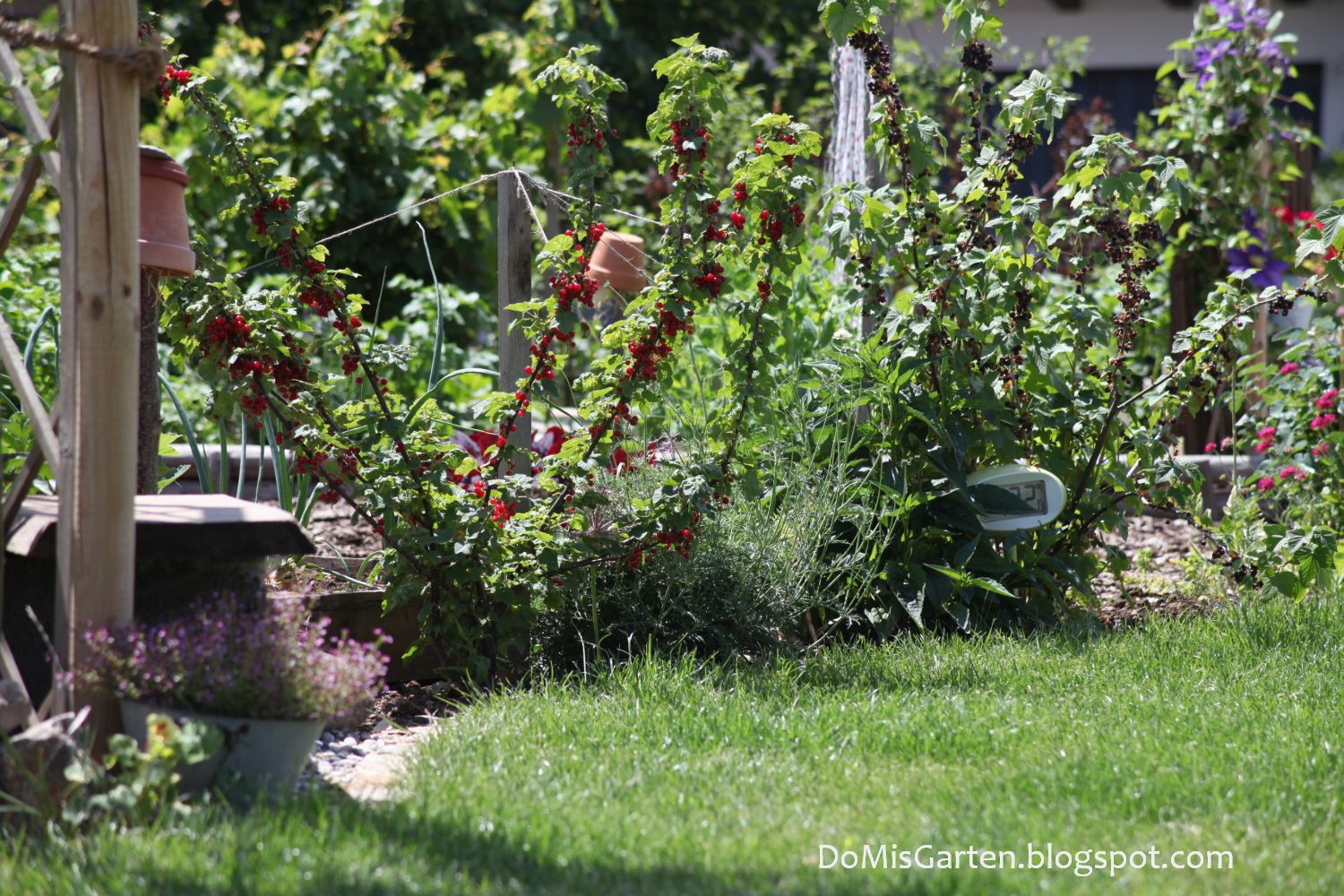 DoMis Garten Im Gemüsegarten