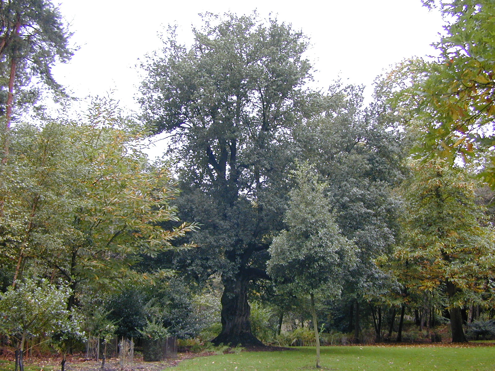 Trees of Santa Cruz County: Quercus ilex - Holly Oak