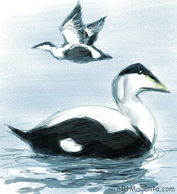 Eider is a bird drawing by digital artist and illustrator Artmagenta