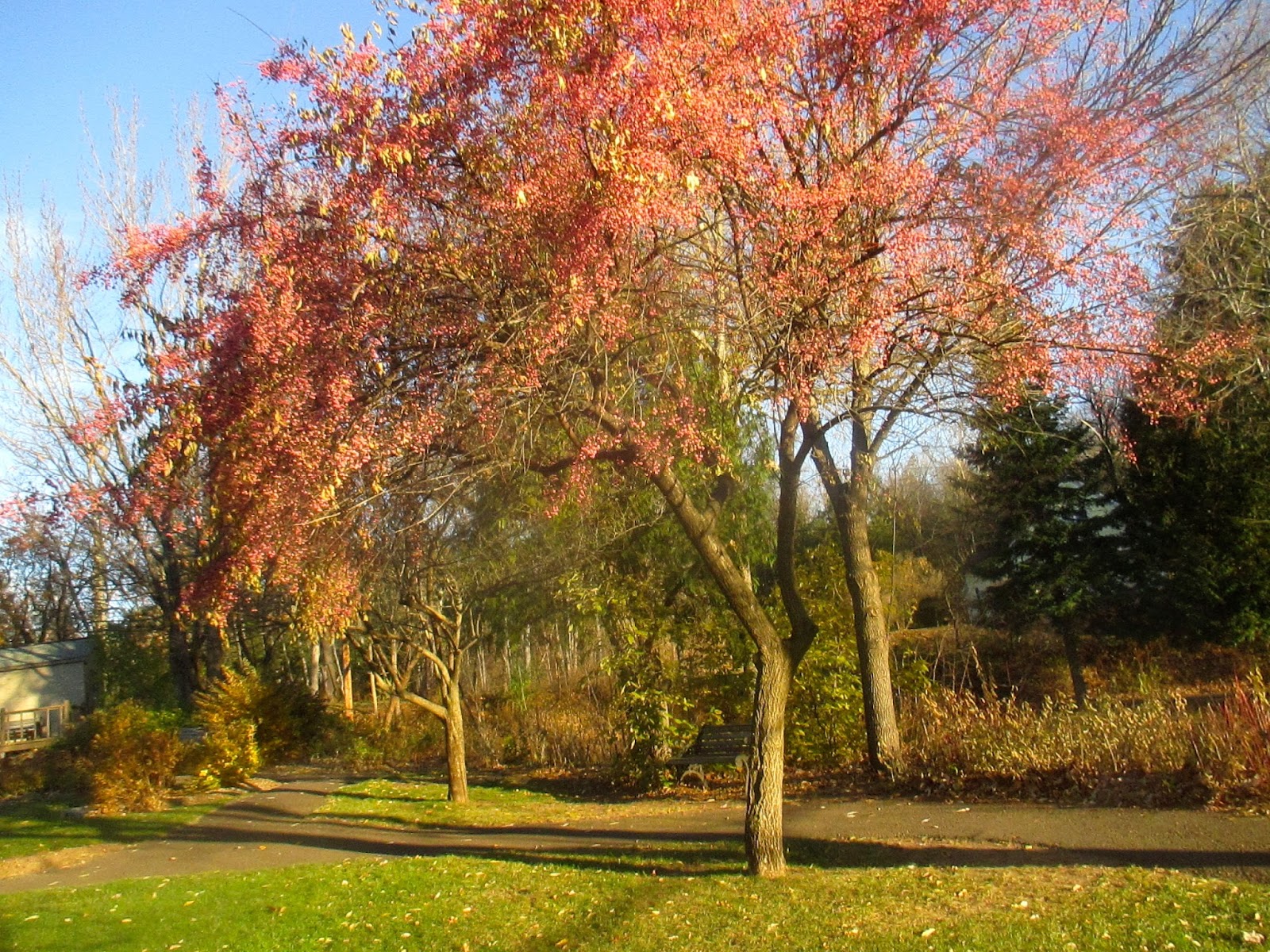 Art's Bayfield Almanac SPINDLE TREE