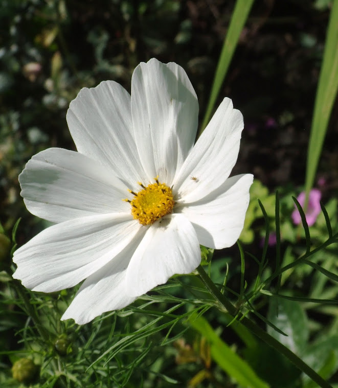 Cosmos Purity