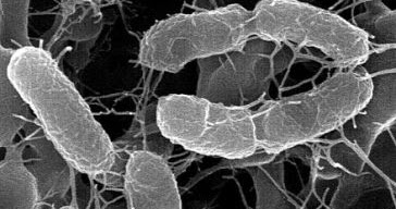 kemosintesis pada bakteri sulfur - pengertian proses