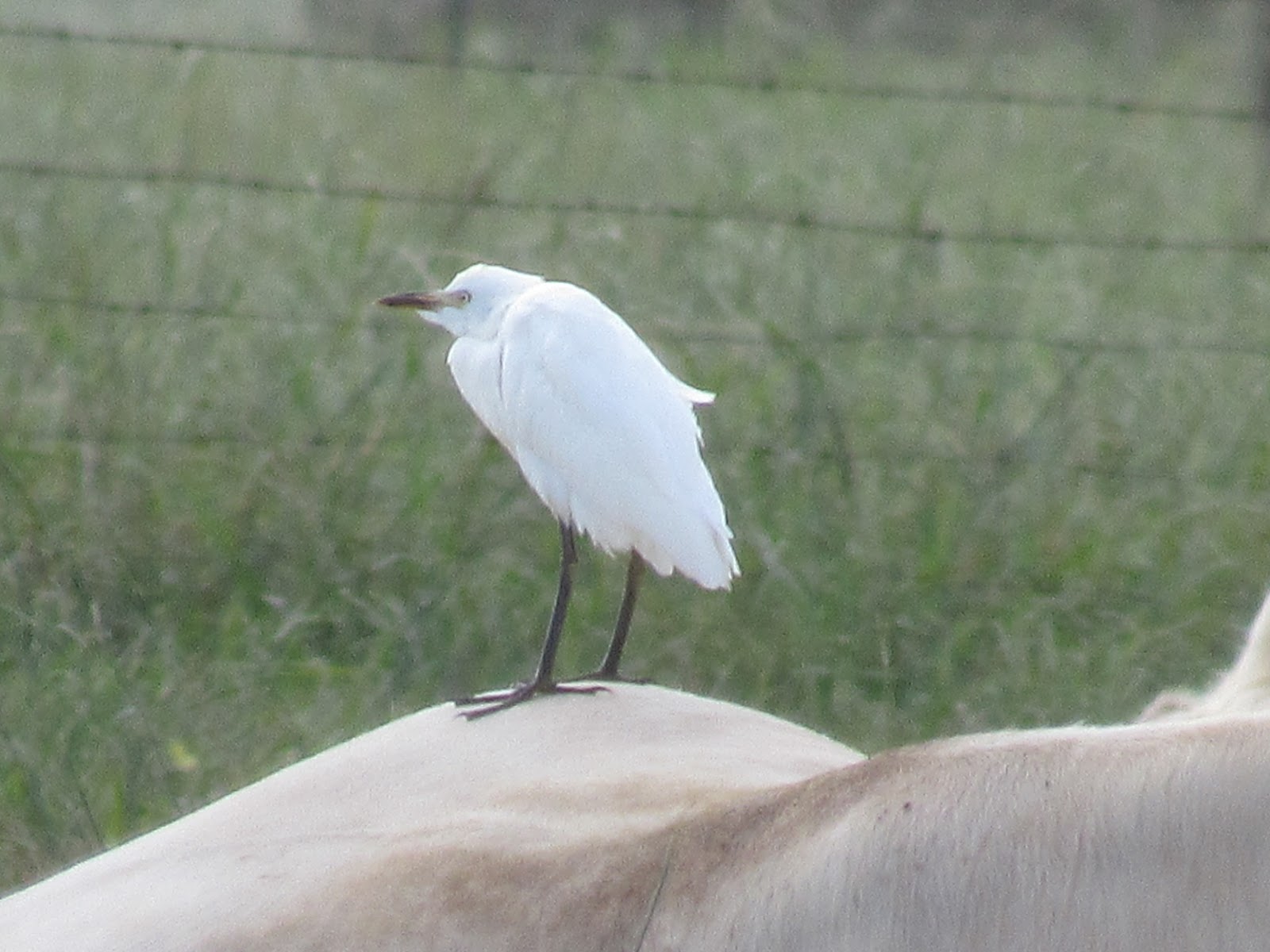Wings and Daydreams Bird on a Cow