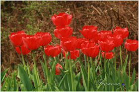 wiosna w ogrodzie, tulipany, odmiany tulipanów, czeremcha, decoupage