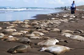 250 mantarrayas muertas en una playa de México