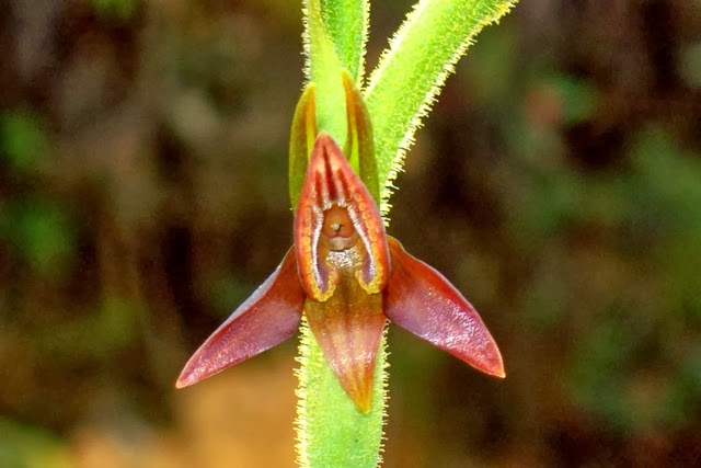 Notas Plantarum Pterichis (parte II)