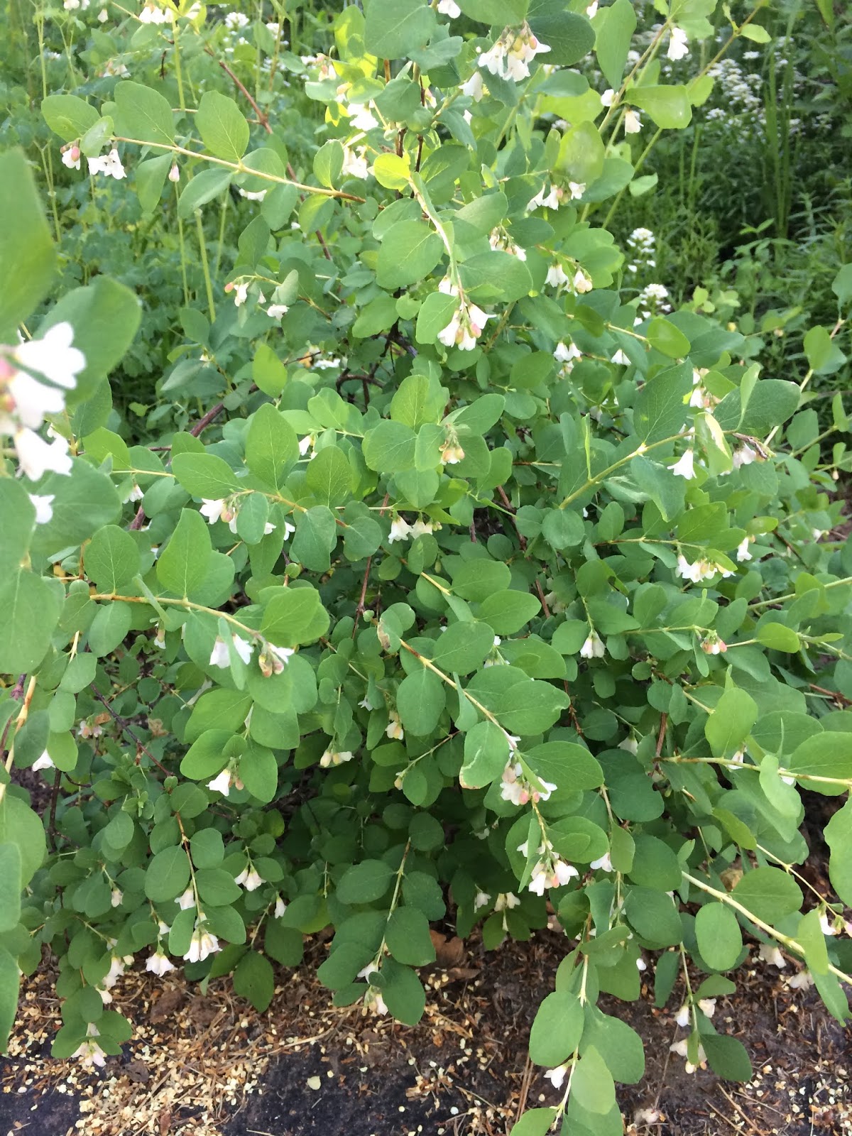 Colorado Mountain Gardener Mountain Snowberry