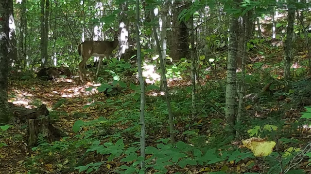 Cerf au retour du mont Gorille