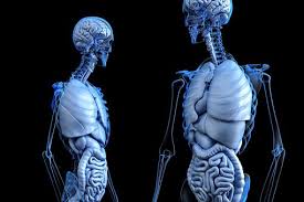 Anatomi Tubuh Manusia | Kajian Ilmu