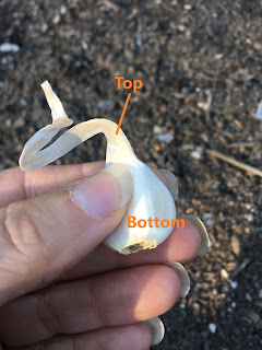 Orientation of top and bottom of clove for planting. https://trimazing.com/ Photo of a garlic clove showing top and bottom orientation for planting. https://trimazing.com/