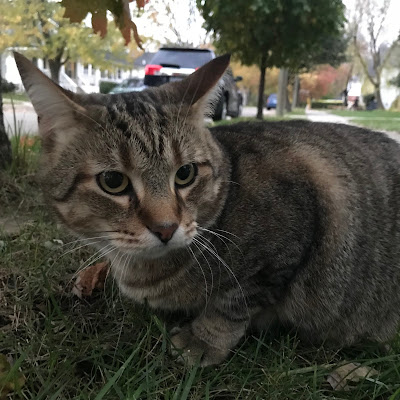 This cat is always outside, and it's declawed! He's always very skittish, and I feel so sorry for him.