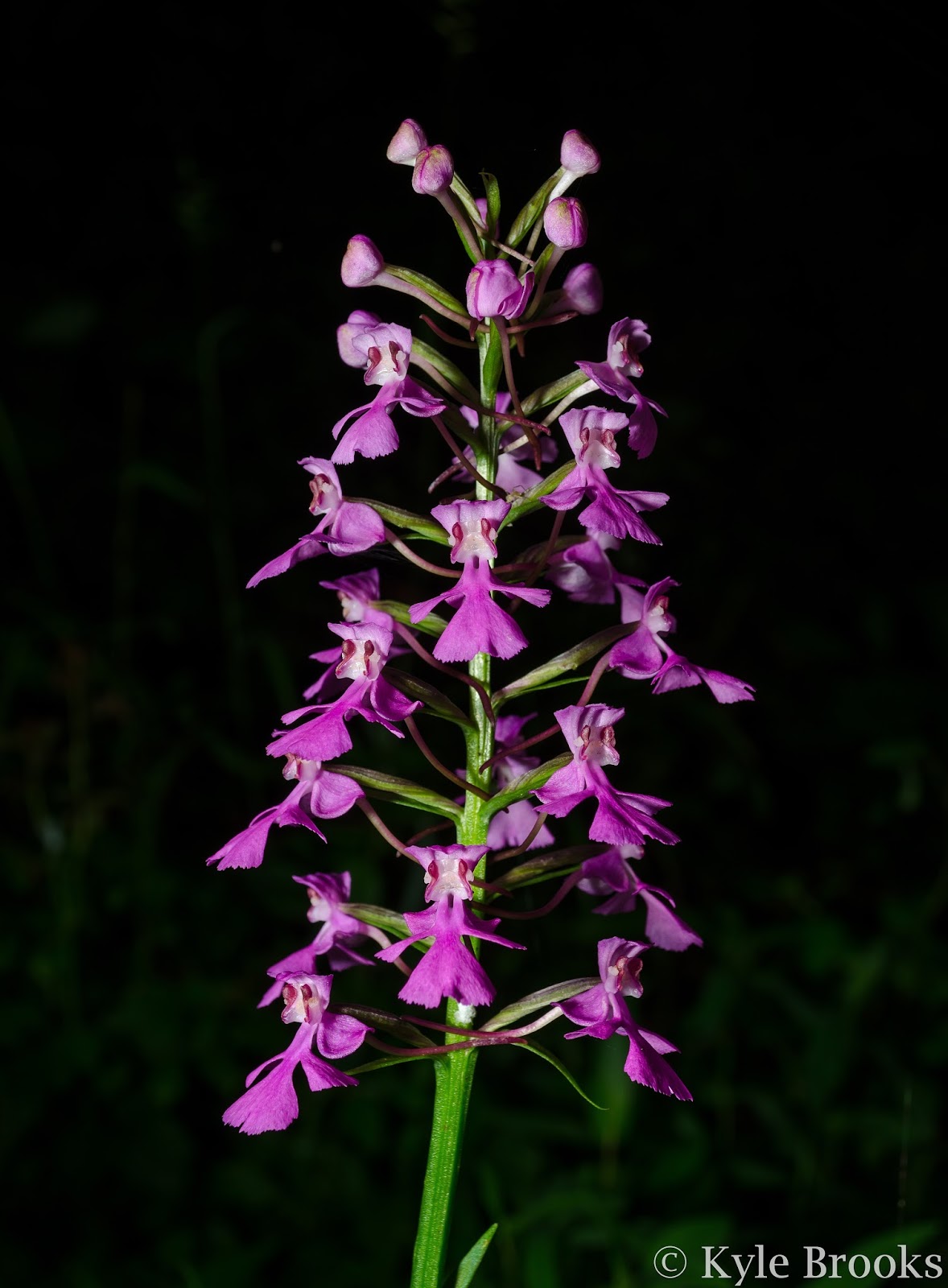Purple Fringeless Orchid Ohio