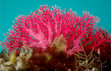 Invertebrates!!!: Cnidaria