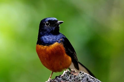 Khasiat/Manpaat Dan Kisaran Harga Terbaru Obat Batuk Burung Saat Ini Terlengkap Khasiat/Manpaat Dan Kisaran Harga Terbaru Obat Batuk Burung Saat Ini Terlengkap