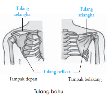 Rangka Apendikuler Tulang  Bahu  Panggul Tulang  Anggota 