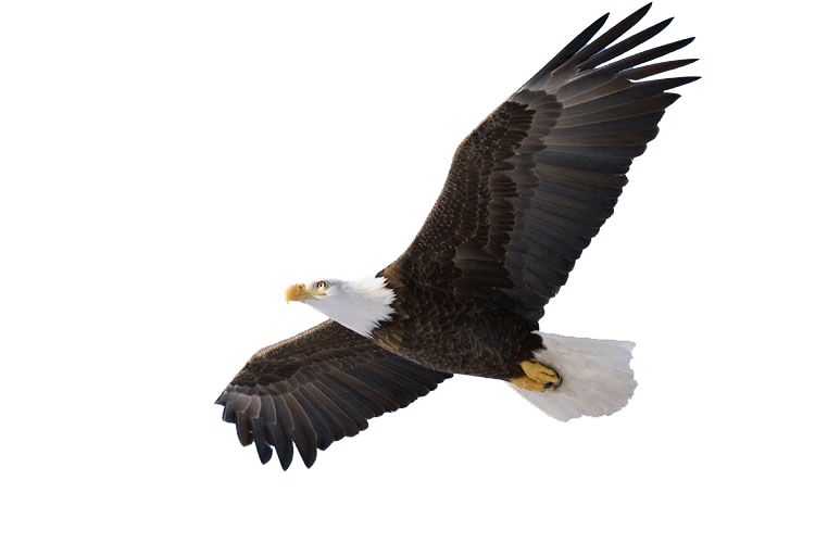 soaring eagle clipart black and white - photo #45