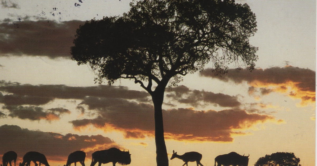 Luna students' room Postcard from...a safari, Kenya